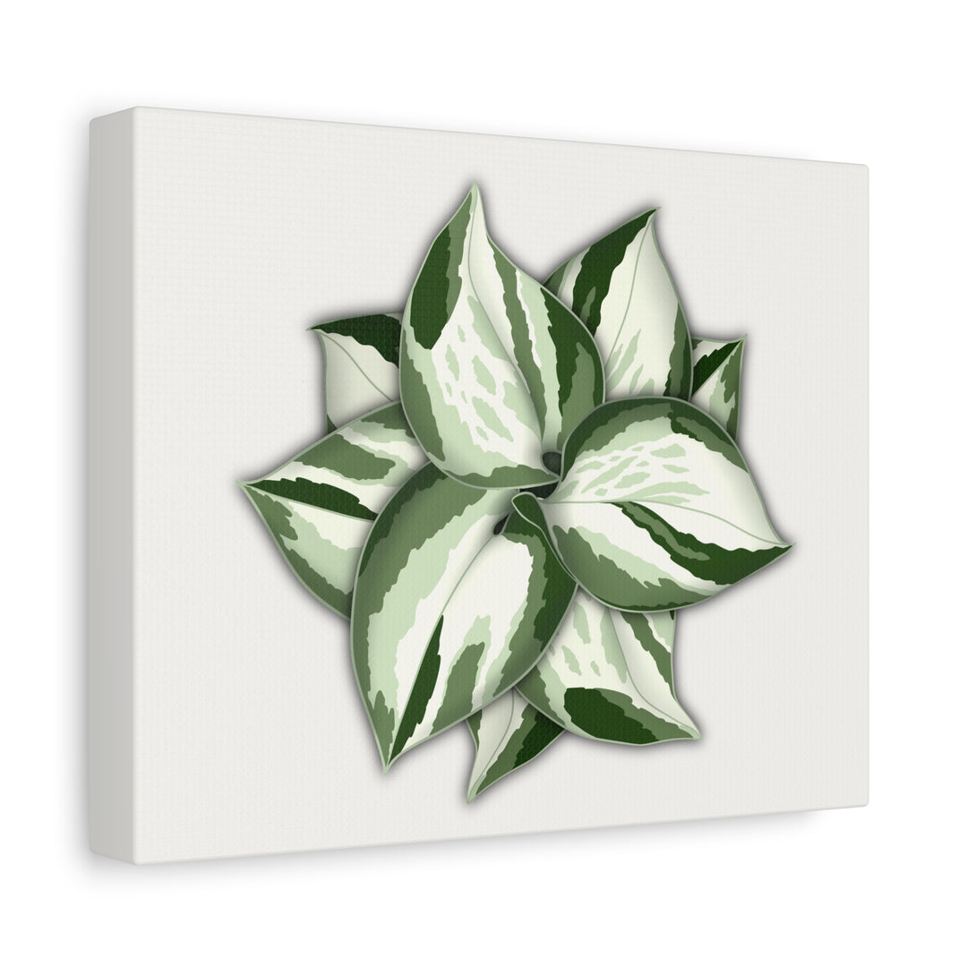 Manjula Pothos Canvas Print Stretched Matte Canvas Wall Art For Living Room And Office