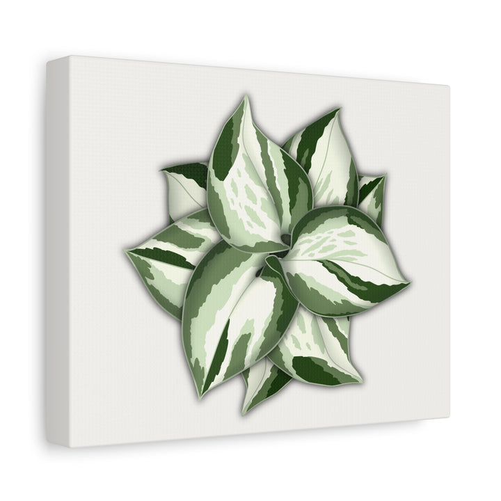 Manjula Pothos Canvas Print Stretched Matte Canvas Wall Art For Living Room And Office