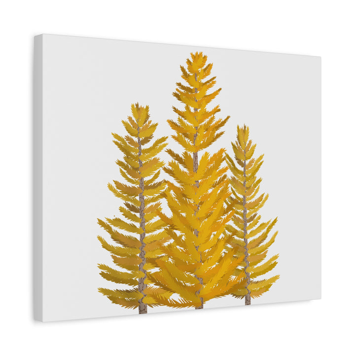 Western Larch Canvas Print – Wall Art