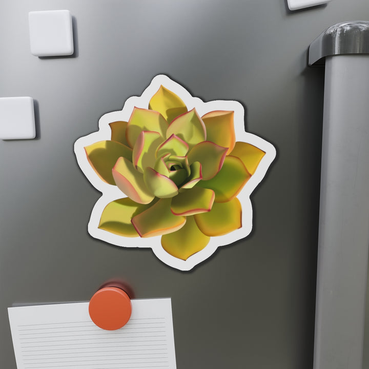 Noble Aeonium Succulent Magnet