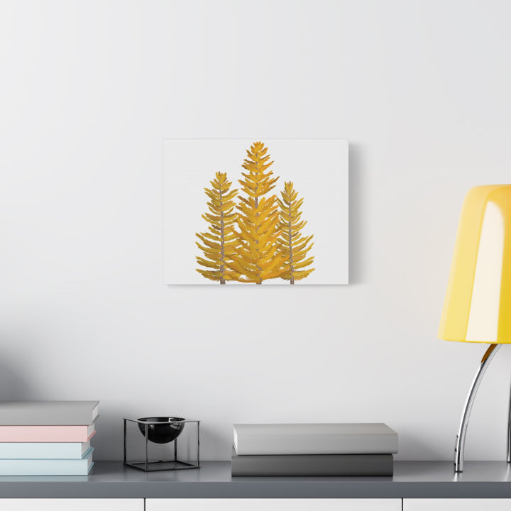 Western Larch Canvas Print – Wall Art