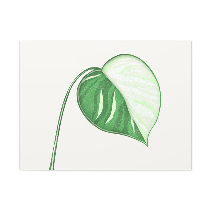 Monstera Albo Canvas Large Stretched Premium Quality Cotton Canvas Wall Art Tropical Leaf Poster Decor