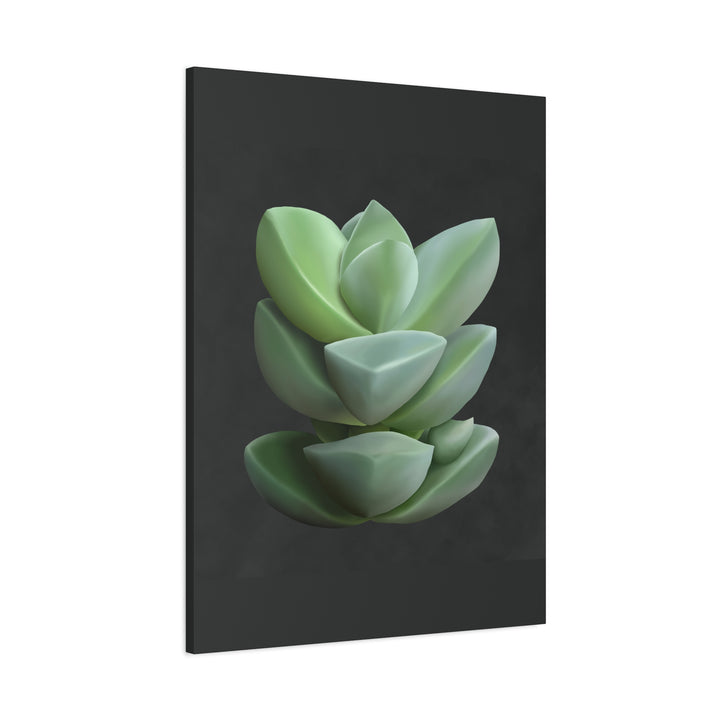 Crassula Canvas Print – Botanical Wall Art
