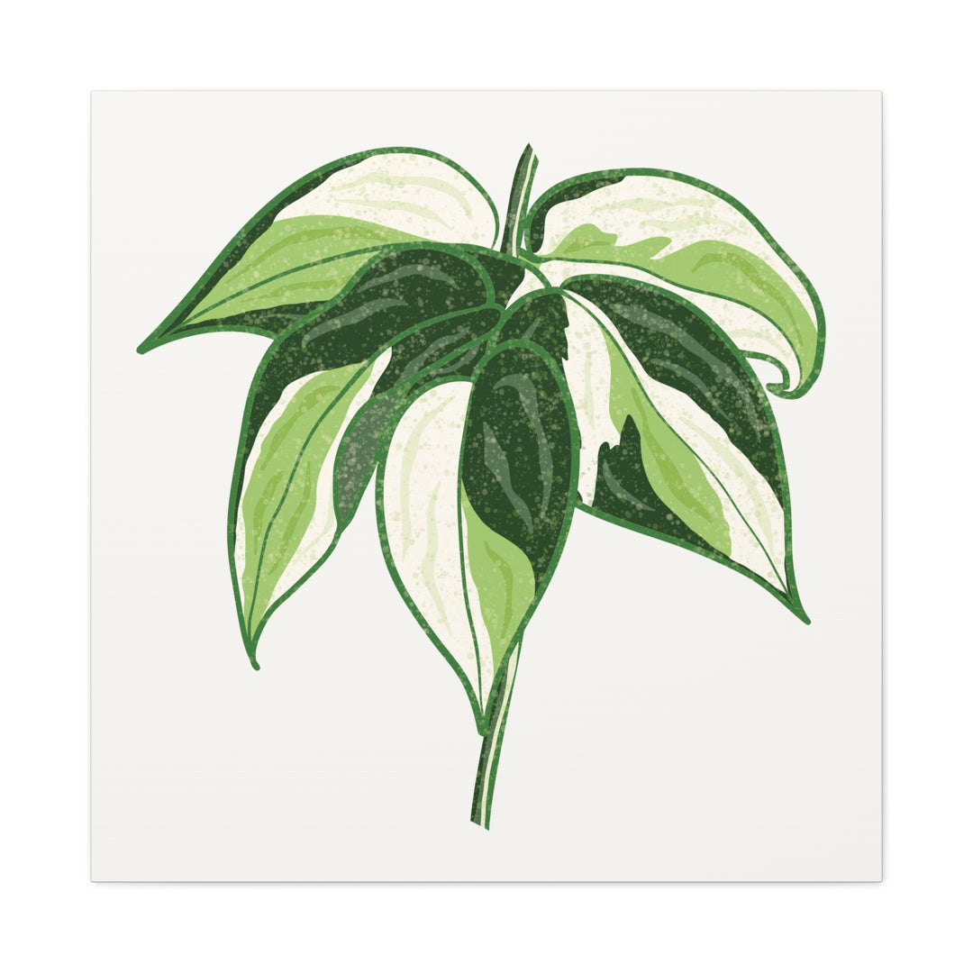 Philodendron Canvas Print Cream Splash Variegated Plant Art On Matte Cotton Canvas For Home Wall Decor