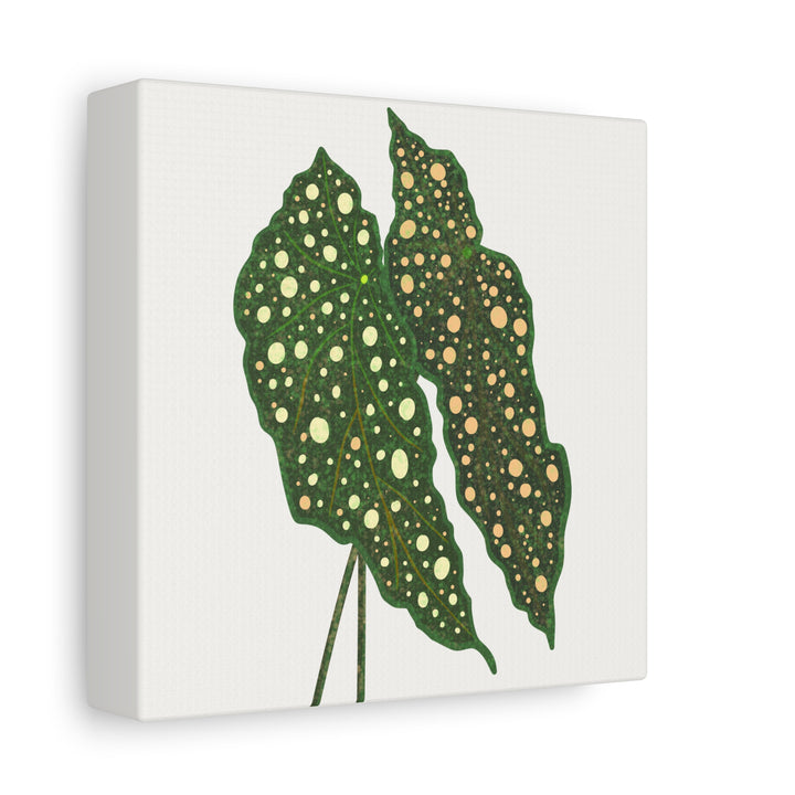 Begonia Maculata Canvas Premium Botanical Wall Art Print On Cotton Canvas With Matte Finish For Indoor Decor