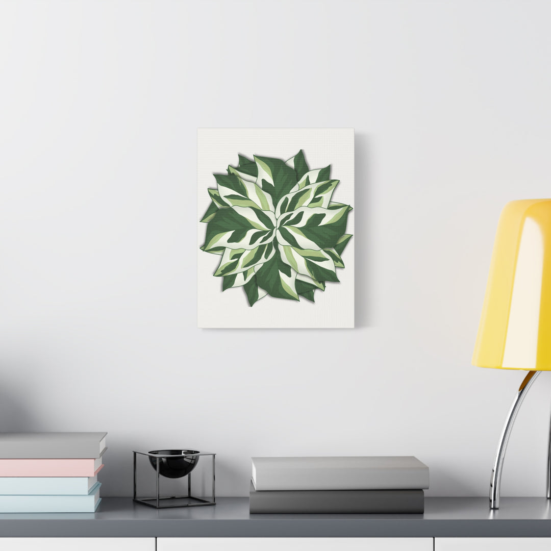 Calathea White Fusion Canvas Botanical Art Print On Stretched Cotton Canvas For Indoor Wall Decor