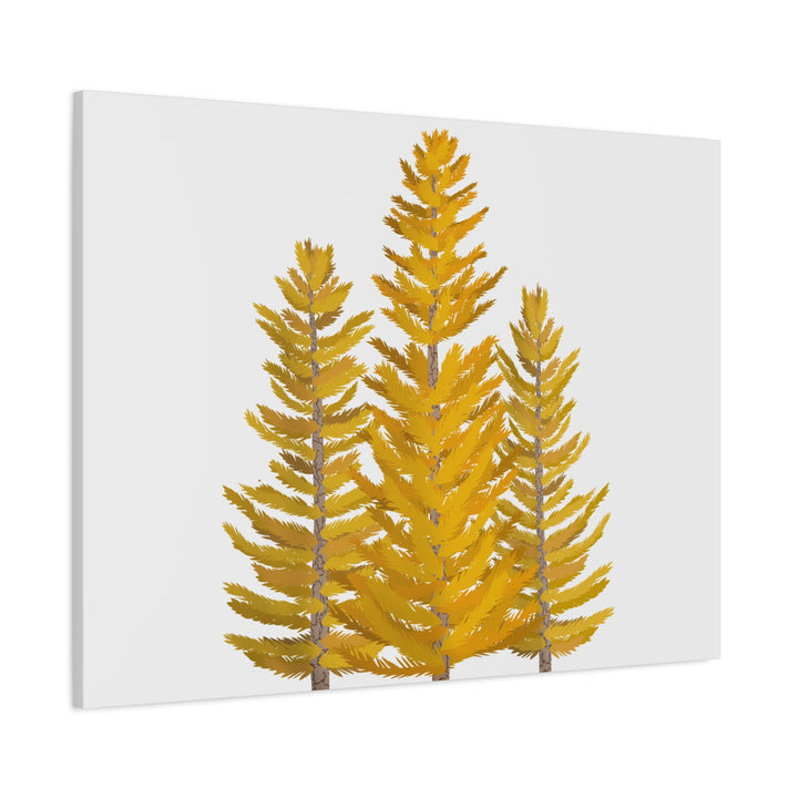 Western Larch Canvas Print – Wall Art