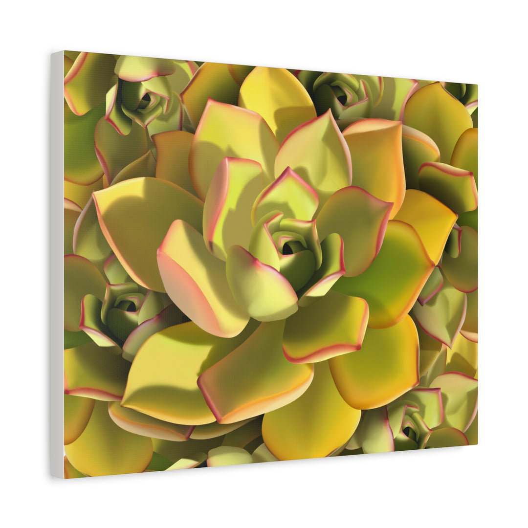 Succulent Canvas Art Vibrant Aeonium Print On Matte Canvas Wall Decor 12x18 Inches Indoor Home