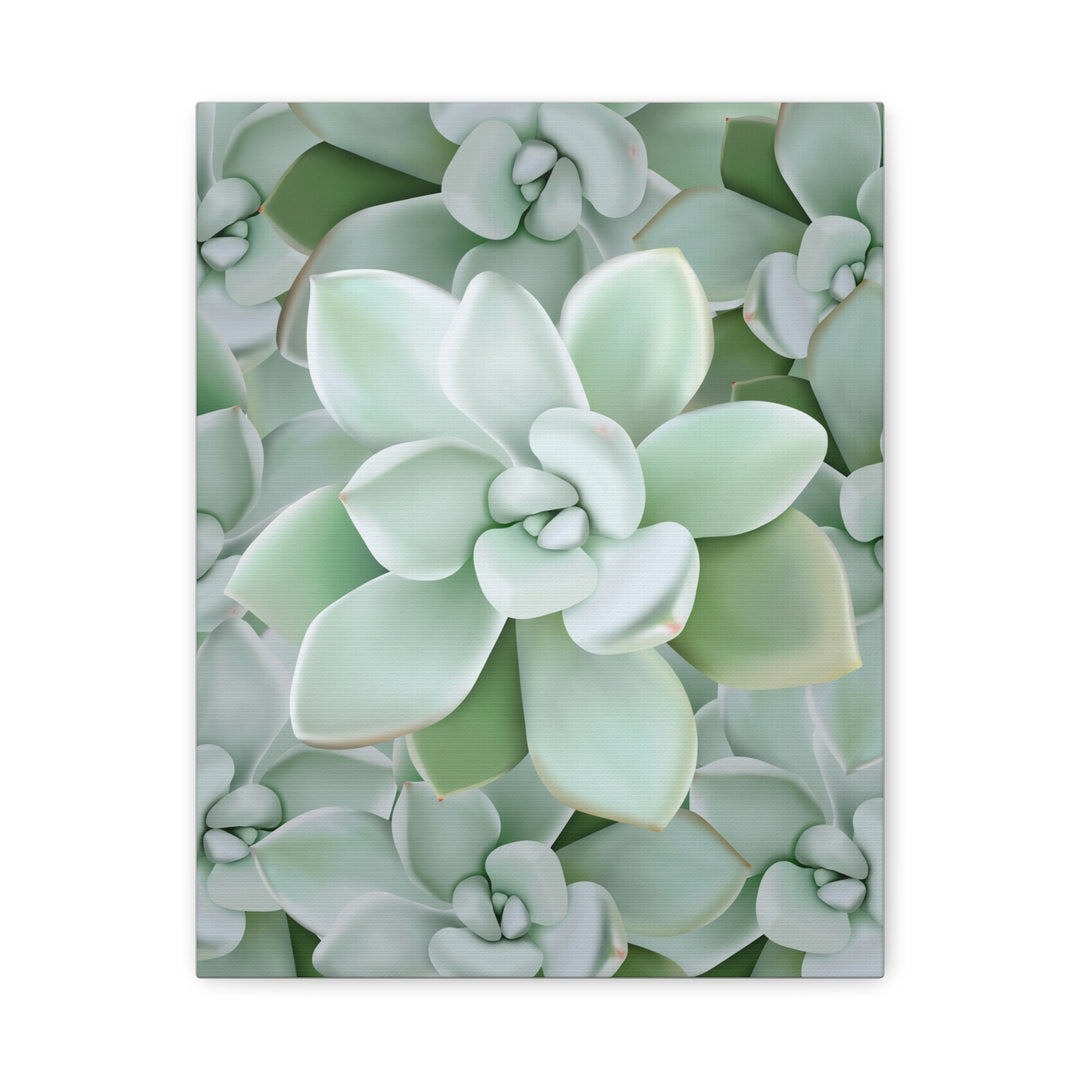 Pachyveria Haagei Succulent Pattern Canvas Art for Modern Home Decor 16x20 Matte Print