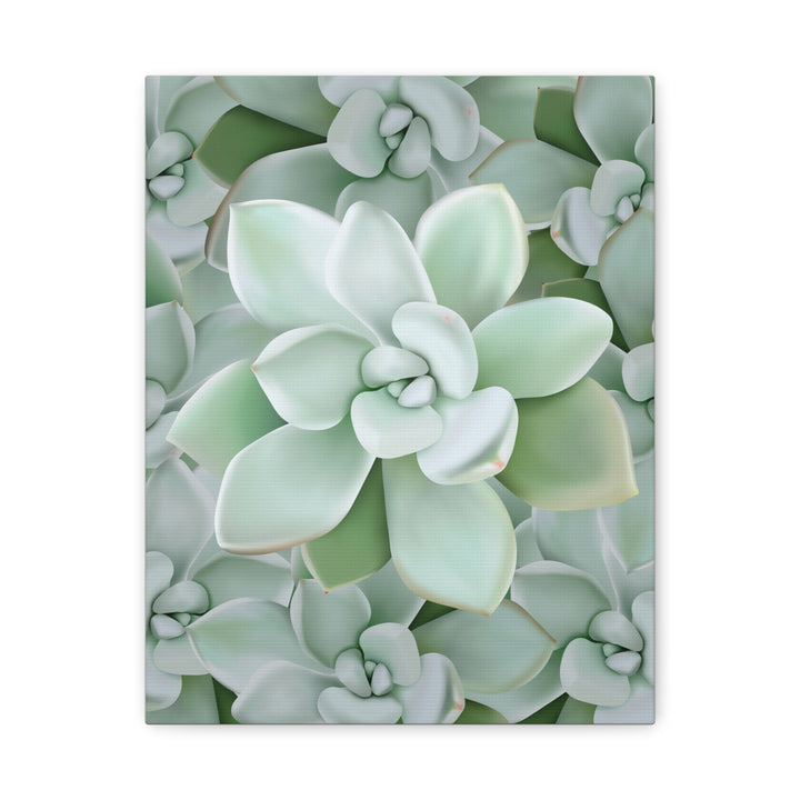 Pachyveria Haagei Succulent Pattern Canvas Art for Modern Home Decor 16x20 Matte Print