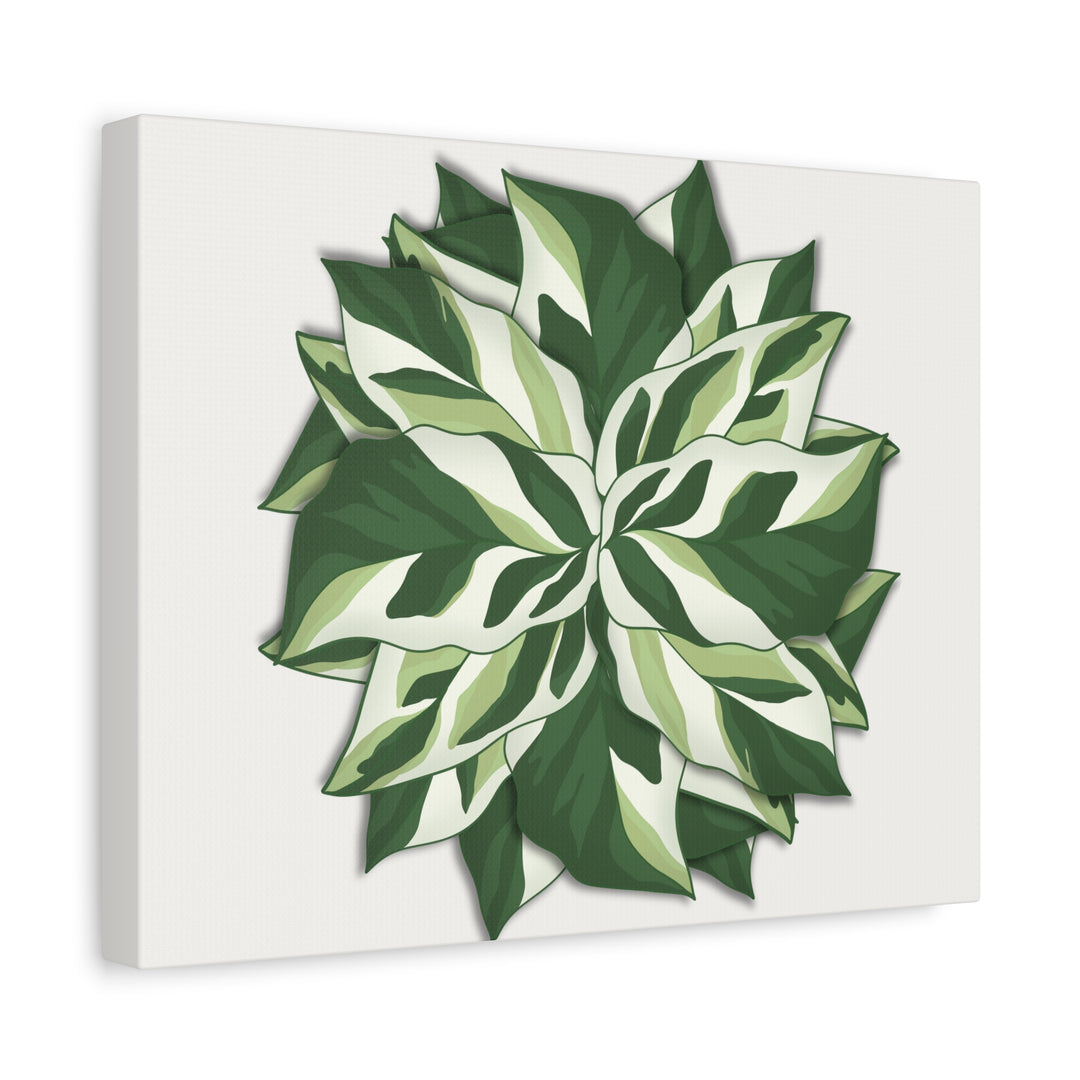 Calathea White Fusion Canvas Botanical Art Print On Stretched Cotton Canvas For Indoor Wall Decor