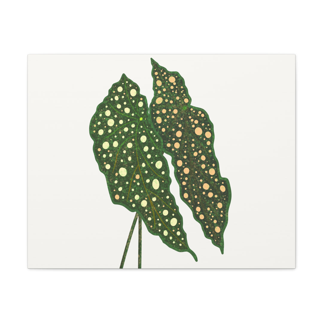 Begonia Maculata Canvas Premium Botanical Wall Art Print On Cotton Canvas With Matte Finish For Indoor Decor