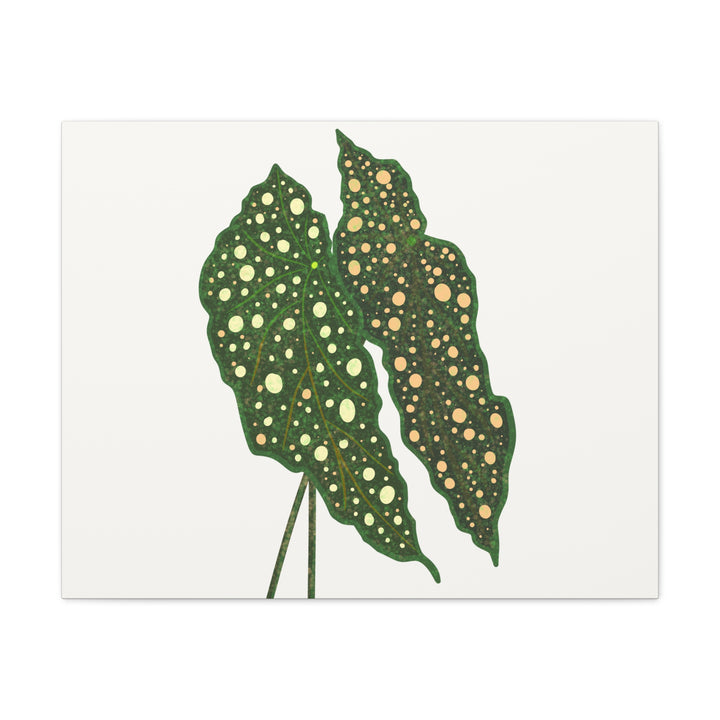 Begonia Maculata Canvas Premium Botanical Wall Art Print On Cotton Canvas With Matte Finish For Indoor Decor