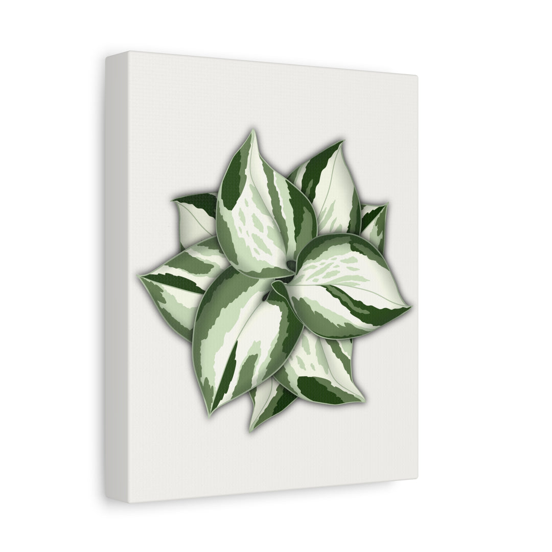 Manjula Pothos Canvas Print Stretched Matte Canvas Wall Art For Living Room And Office