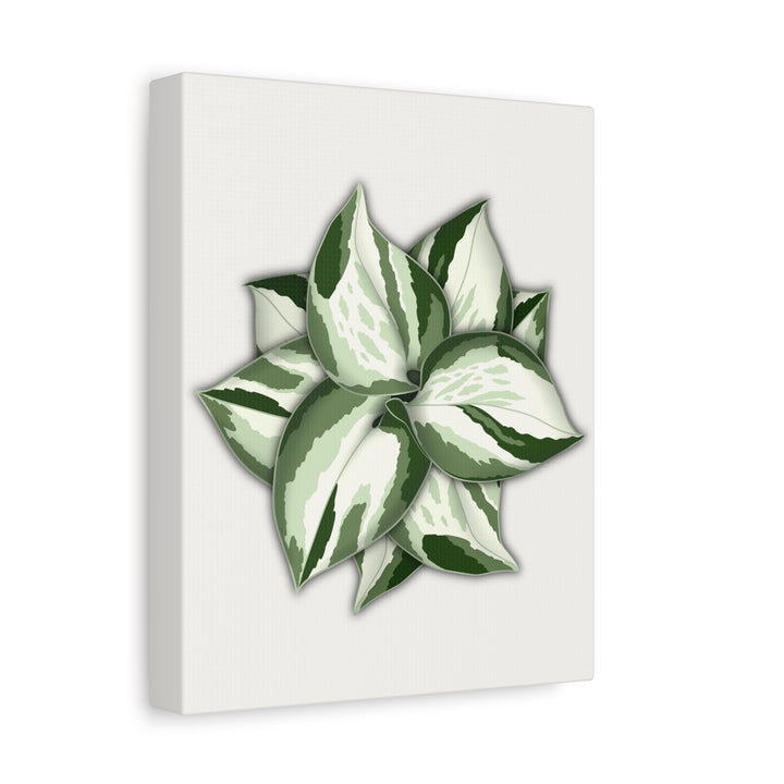 Manjula Pothos Canvas Print Stretched Matte Canvas Wall Art For Living Room And Office