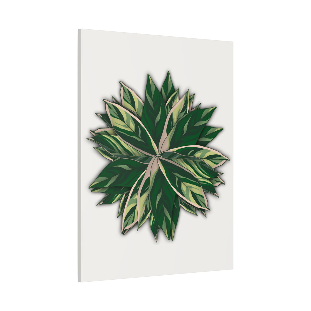 Stromanthe Triostar Canvas Wall Art Premium Matte Finish On Durable 1.25 Inch Frame For Vibrant Indoor Tropical Decor