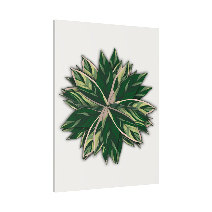 Stromanthe Triostar Canvas Wall Art Premium Matte Finish On Durable 1.25 Inch Frame For Vibrant Indoor Tropical Decor