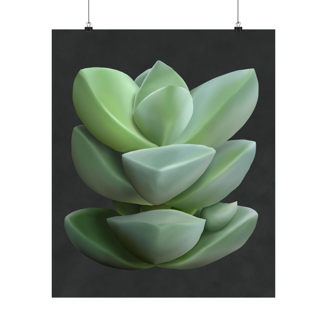 Crassula Botanical Print – Unframed Wall Art