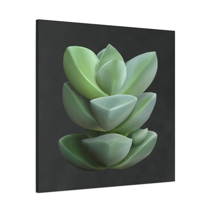 Crassula Canvas Print – Botanical Wall Art