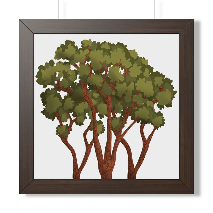 Pacific Madrone Framed Print – Wall Art