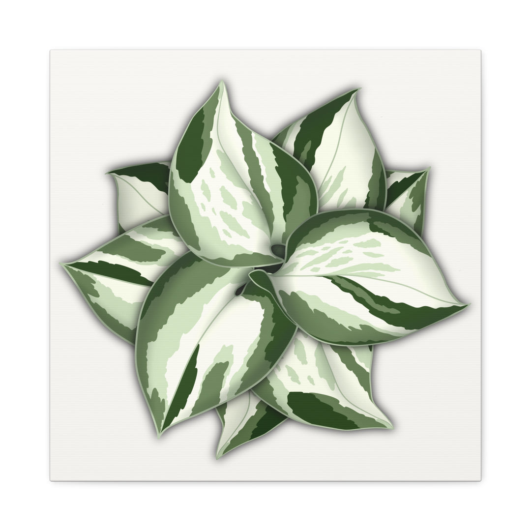 Manjula Pothos Canvas Print Stretched Matte Canvas Wall Art For Living Room And Office