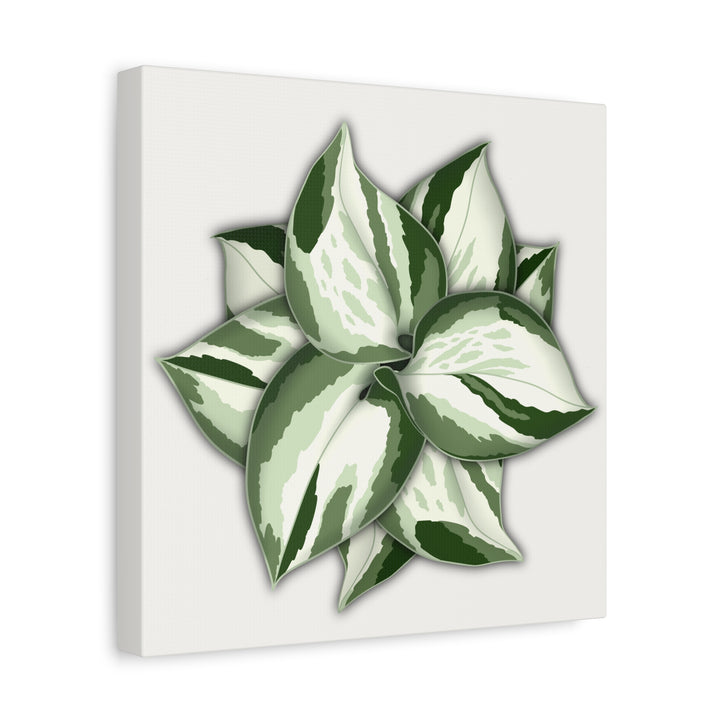 Manjula Pothos Canvas Print Stretched Matte Canvas Wall Art For Living Room And Office