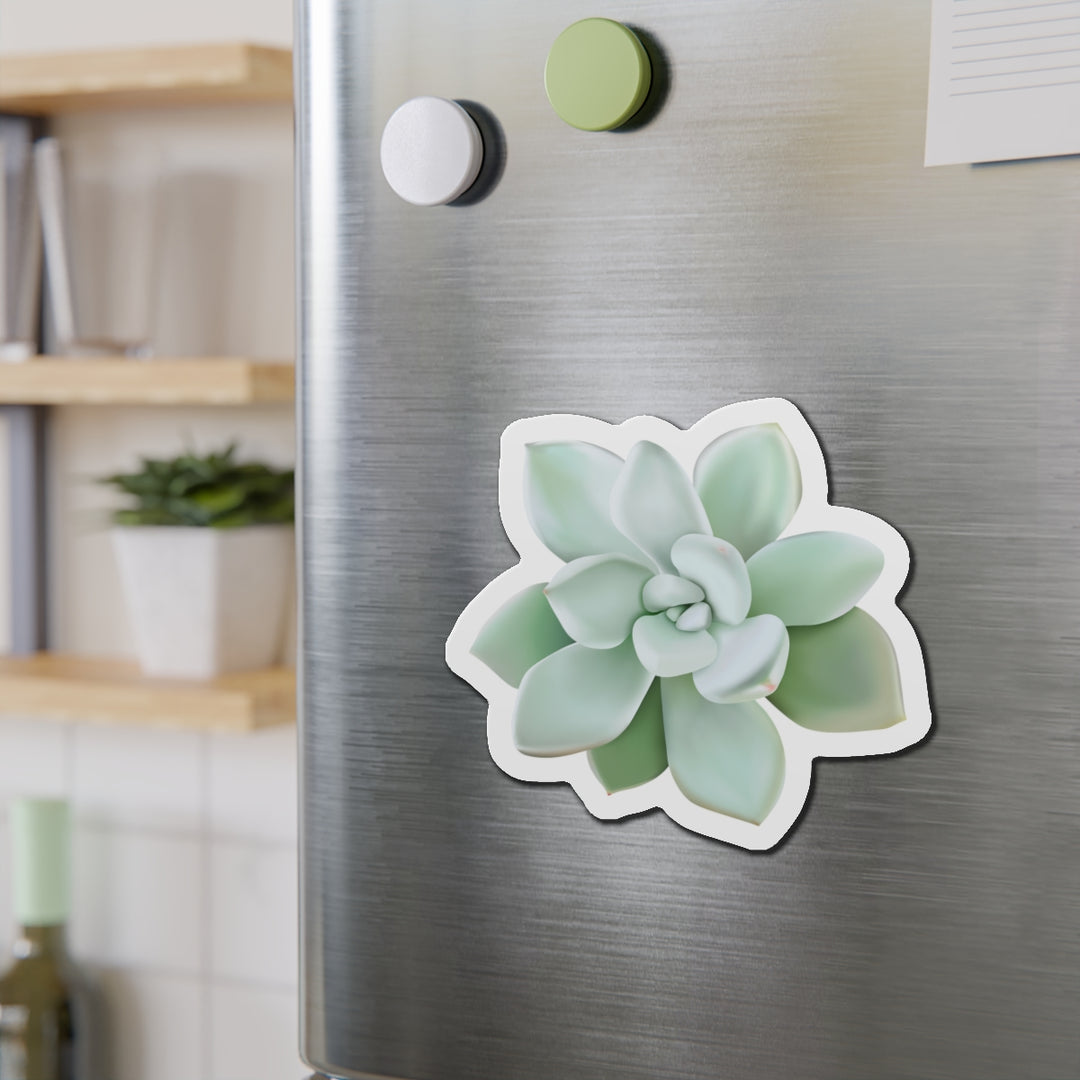 Pachyveria Haagei Succulent Magnet