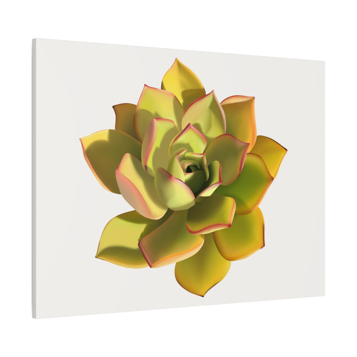 Noble Aeonium Succulent Canvas Wall Art Print for Modern Home Decor by The Potted Pixel