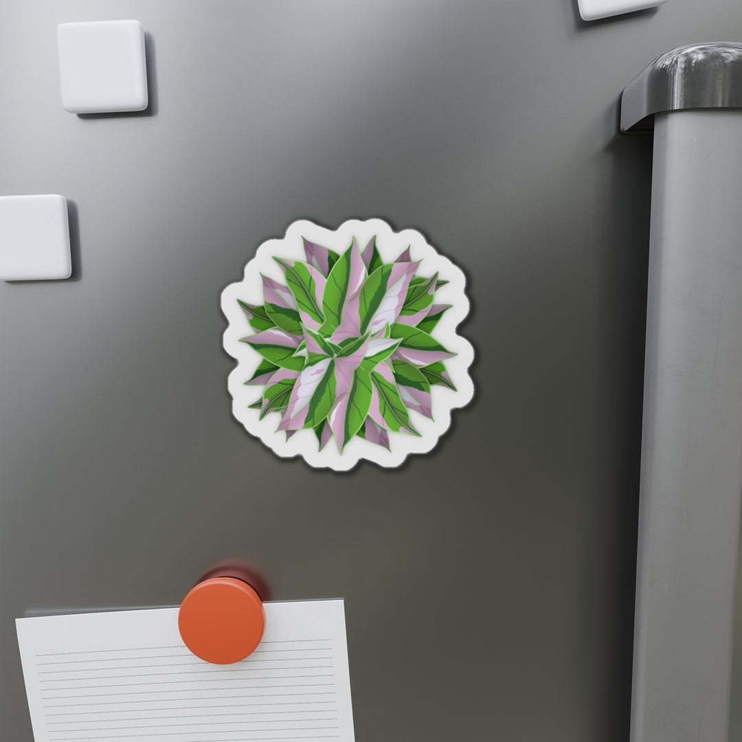 Syngonium Tricolor Magnet