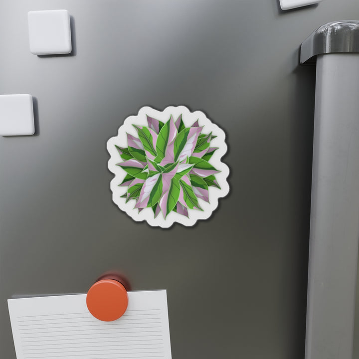 Syngonium Tricolor Magnet