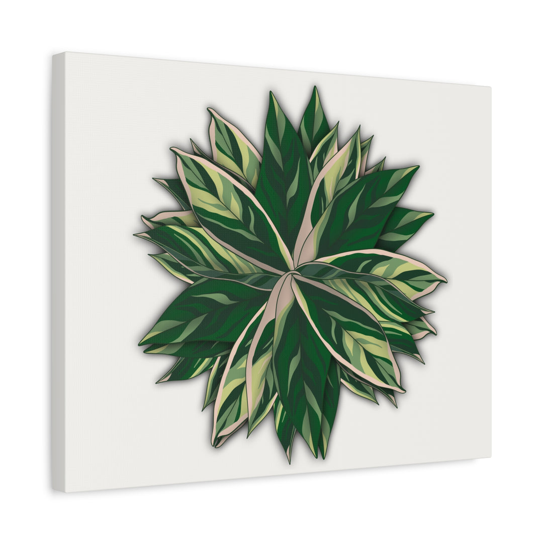 Stromanthe Triostar Canvas Wall Art Premium Matte Finish On Durable 1.25 Inch Frame For Vibrant Indoor Tropical Decor