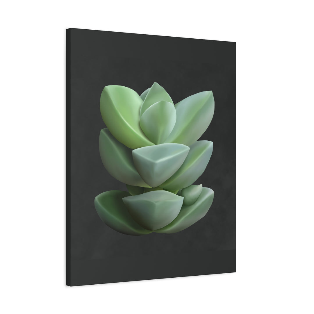 Crassula Canvas Print – Botanical Wall Art