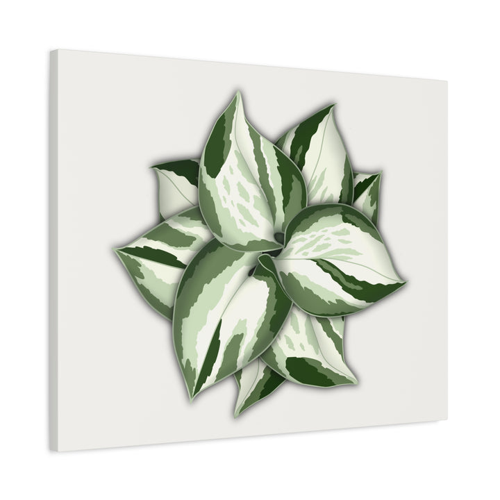 Manjula Pothos Canvas Print Stretched Matte Canvas Wall Art For Living Room And Office