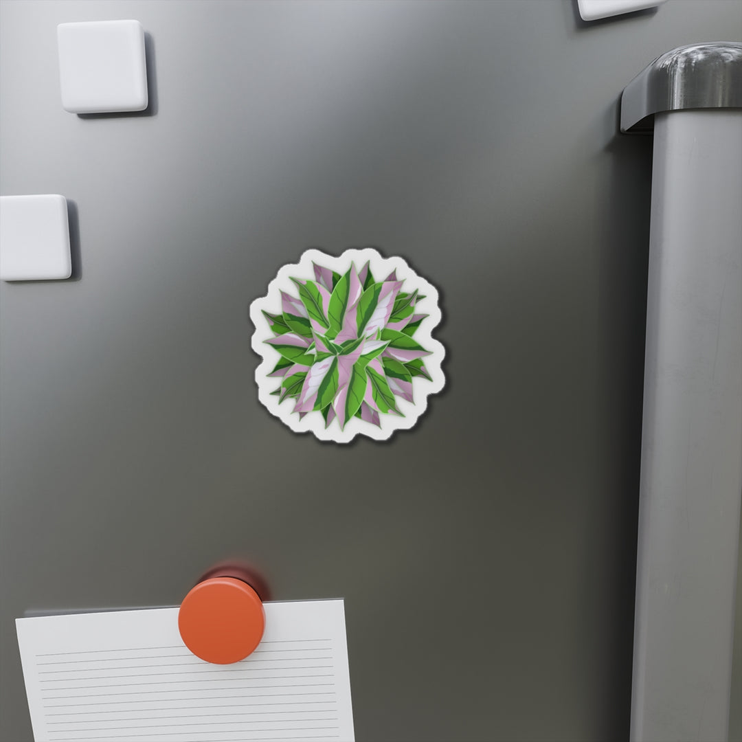 Syngonium Tricolor Magnet
