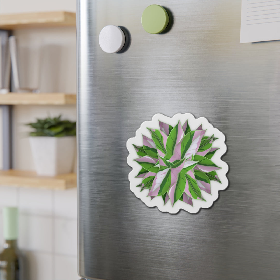 Syngonium Tricolor Magnet