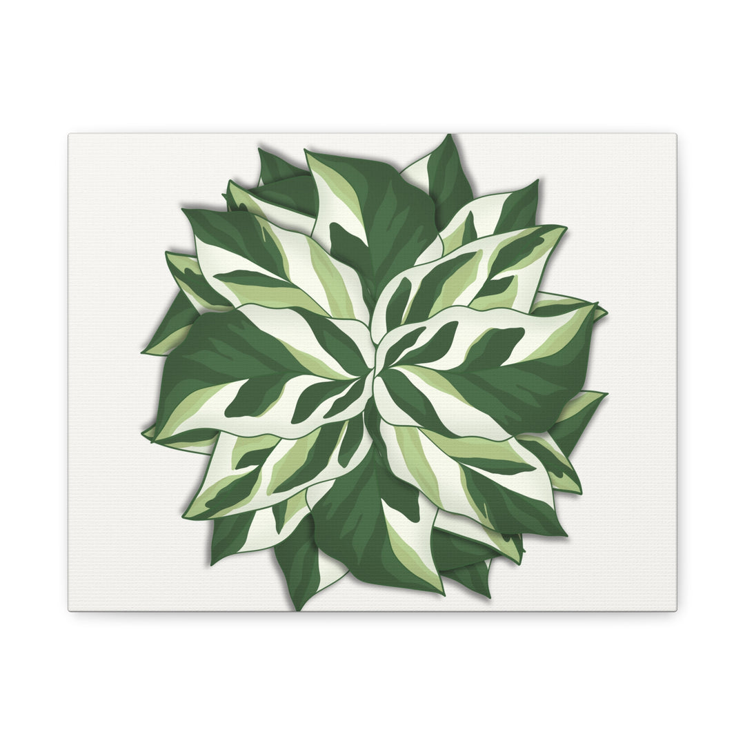 Calathea White Fusion Canvas Botanical Art Print On Stretched Cotton Canvas For Indoor Wall Decor