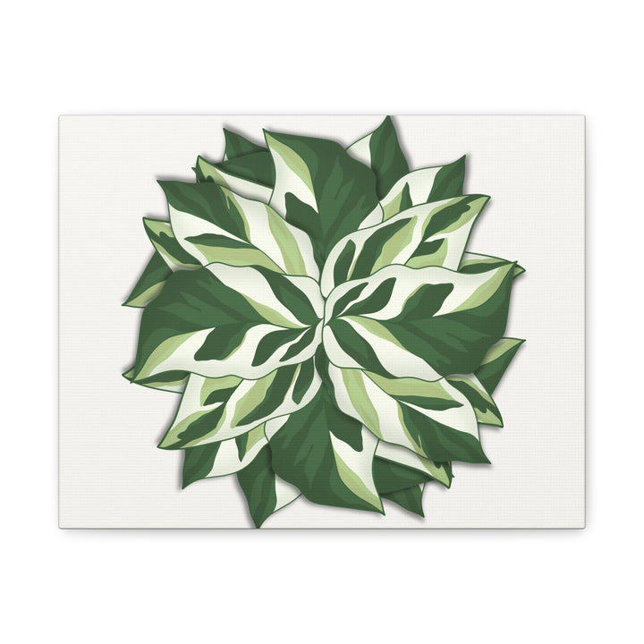 Calathea White Fusion Canvas Botanical Art Print On Stretched Cotton Canvas For Indoor Wall Decor