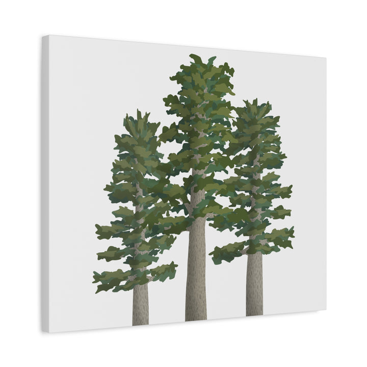 Sitka Spruce Canvas Print – Wall Art