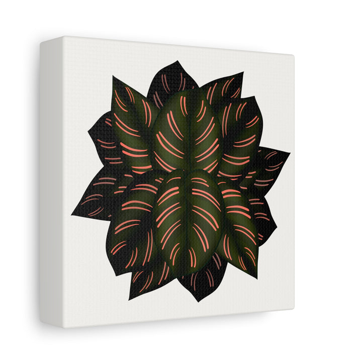Calathea Pinstripe Canvas Botanical Wall Art Print On Stretched Cotton Canvas For Living Room Decor
