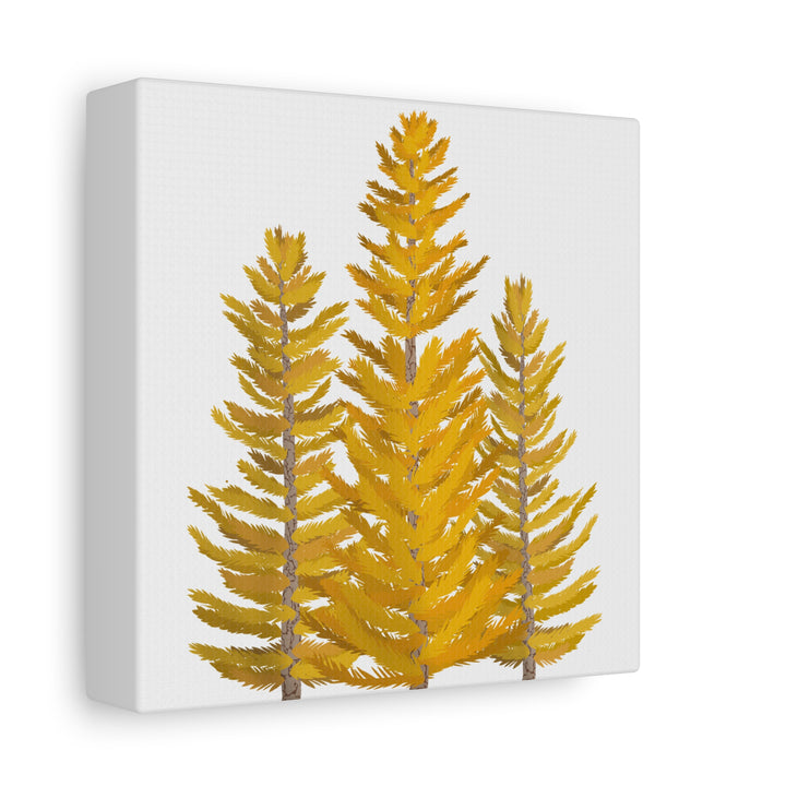 Western Larch Canvas Print – Wall Art