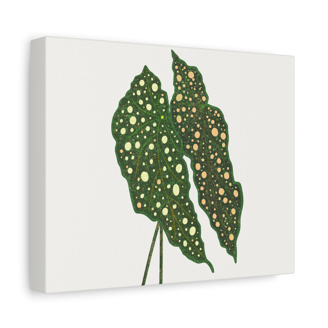 Begonia Maculata Canvas Premium Botanical Wall Art Print On Cotton Canvas With Matte Finish For Indoor Decor