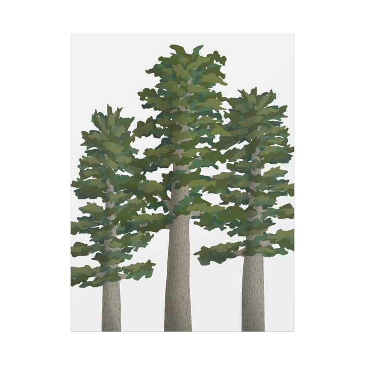 Sitka Spruce Canvas Print – Wall Art