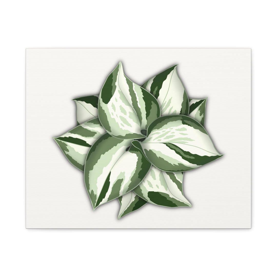 Manjula Pothos Canvas Print Stretched Matte Canvas Wall Art For Living Room And Office