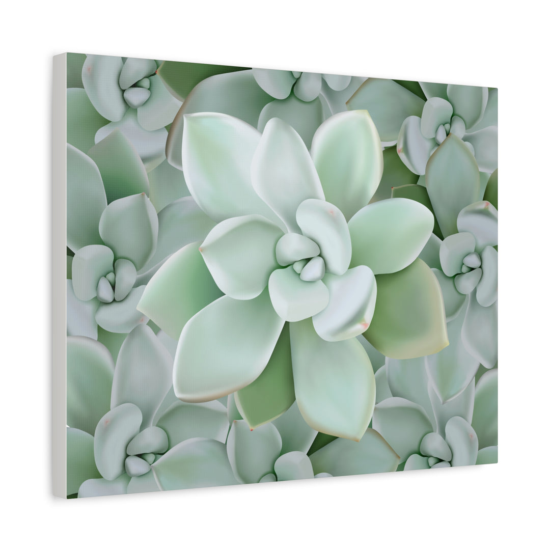 Pachyveria Haagei Succulent Pattern Canvas Art for Modern Home Decor 16x20 Matte Print