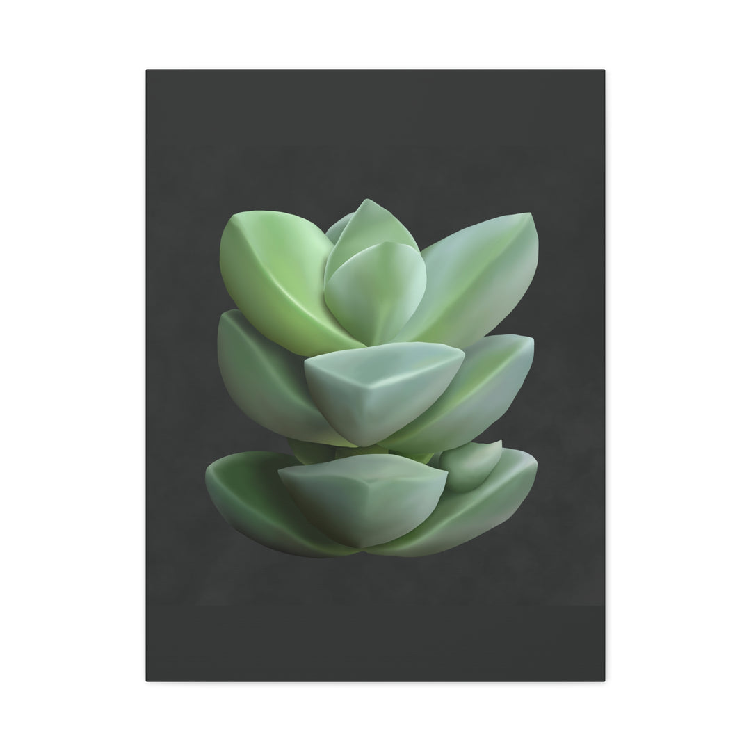Crassula Canvas Print – Botanical Wall Art