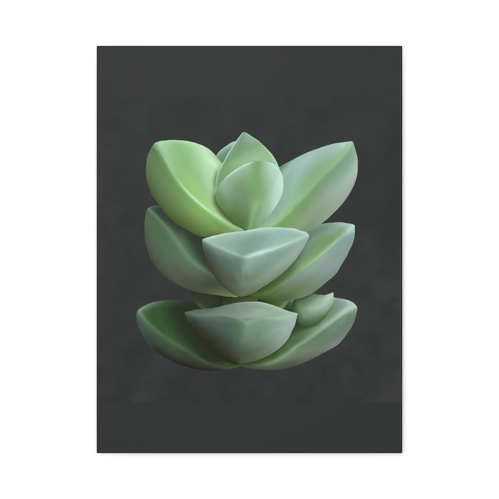 Crassula Canvas Print – Botanical Wall Art