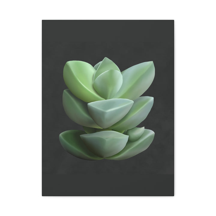 Crassula Canvas Print – Botanical Wall Art