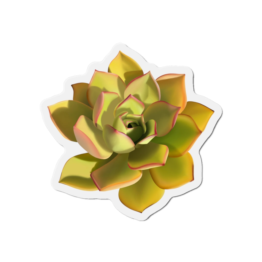 Noble Aeonium Succulent Magnet