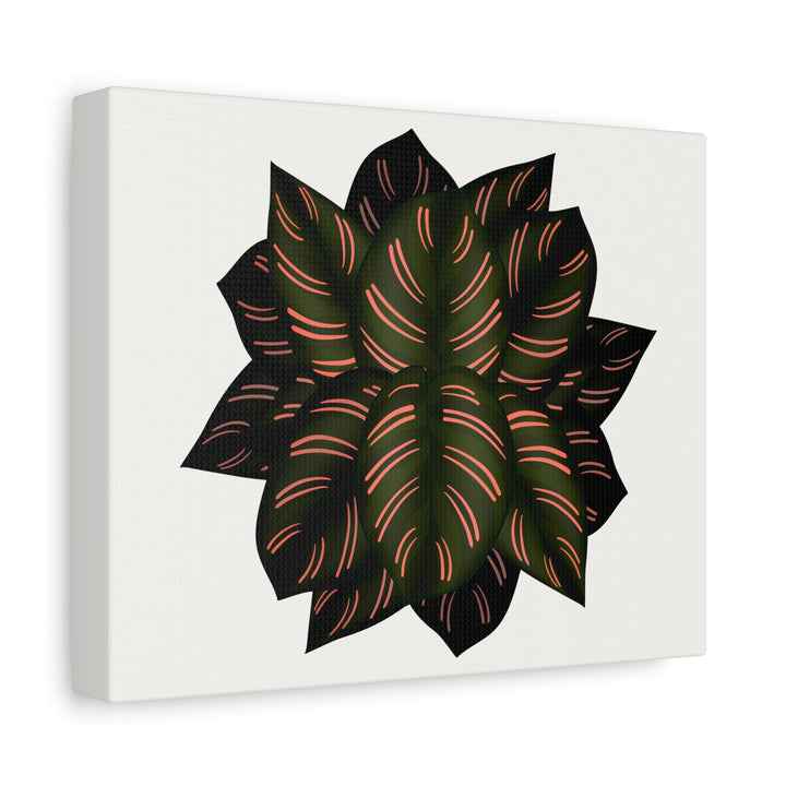 Calathea Pinstripe Canvas Botanical Wall Art Print On Stretched Cotton Canvas For Living Room Decor