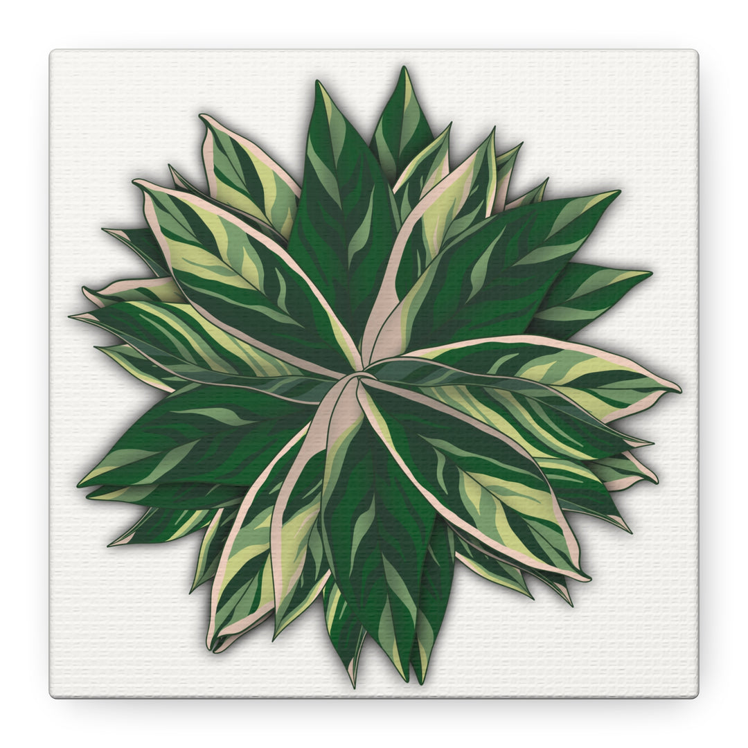 Stromanthe Triostar Canvas Wall Art Premium Matte Finish On Durable 1.25 Inch Frame For Vibrant Indoor Tropical Decor